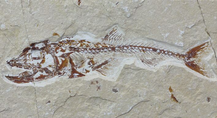 Cretaceous Predatory Fish (Eurypholis) - Lebanon #70429